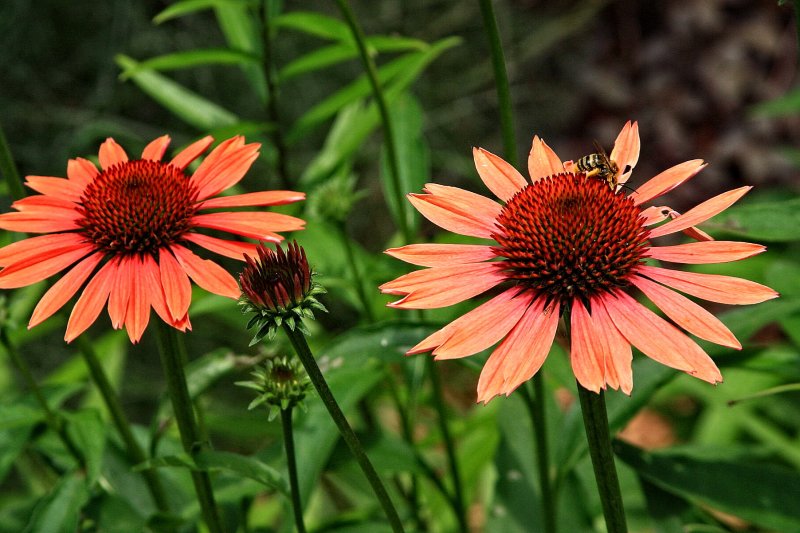 MEMORIES - SHOOTING FLOWERS