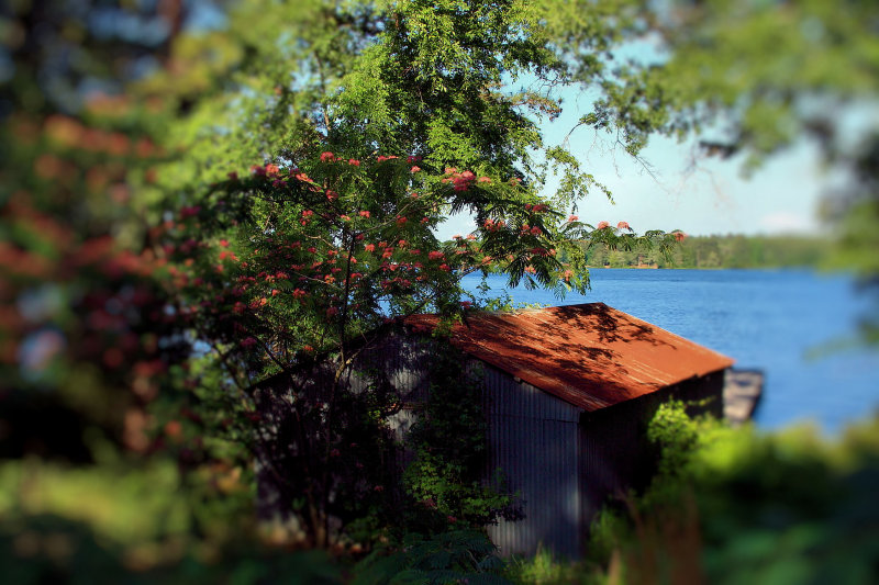 MEMORIES - MIMOSA TREES AND MY GRANDMOTHER