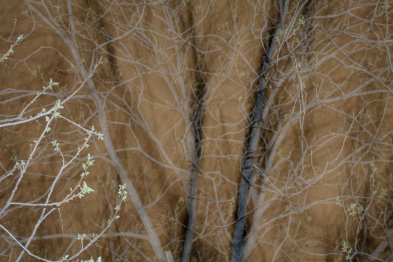 TREES