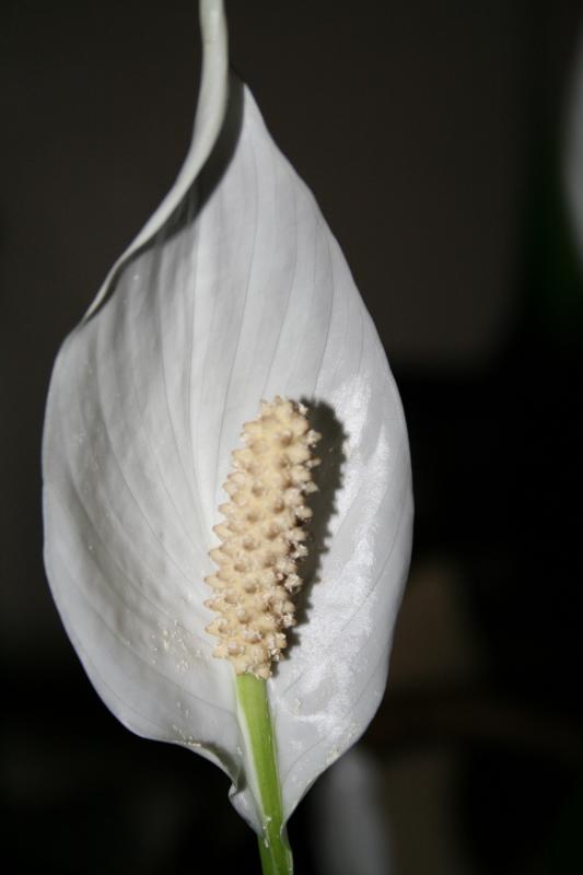 A BEAUTIFUL BLOOM