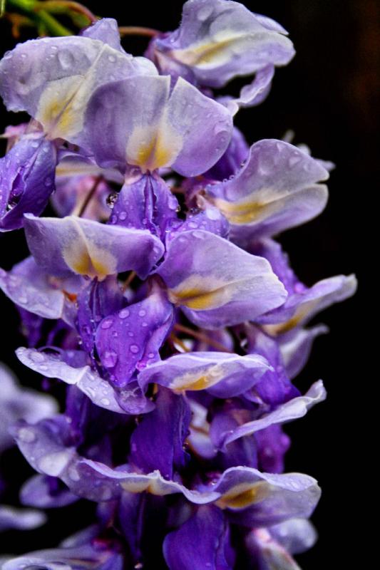 WISTERIA IN THE RAIN