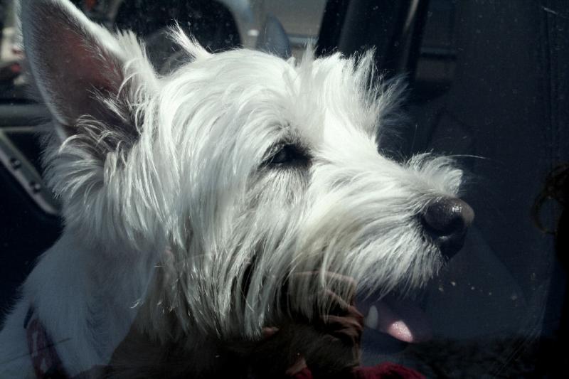 POOR POOCH HANGING OUT IN THE CAR