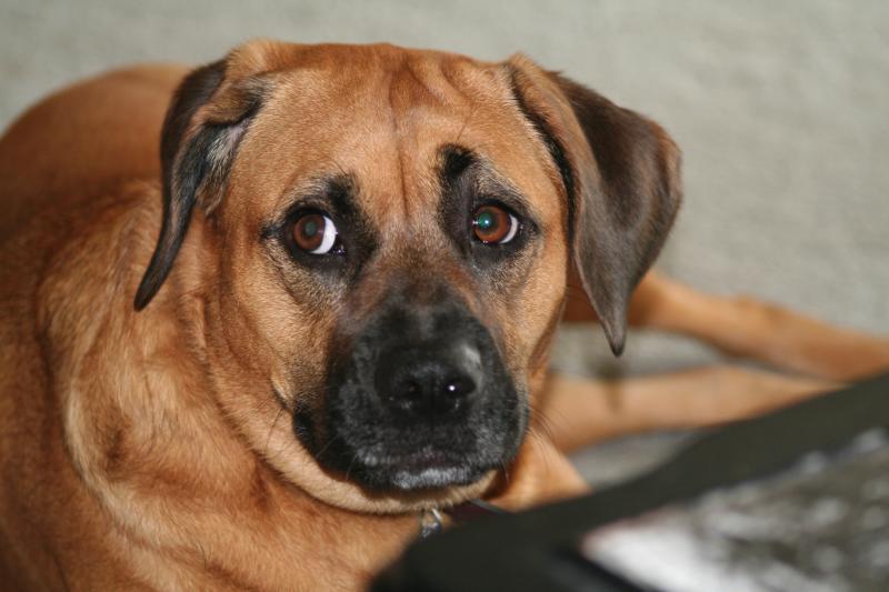ROSIE