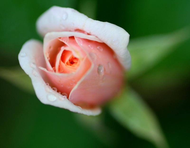 LITTLE ROSEBUD FROM MY GARDEN