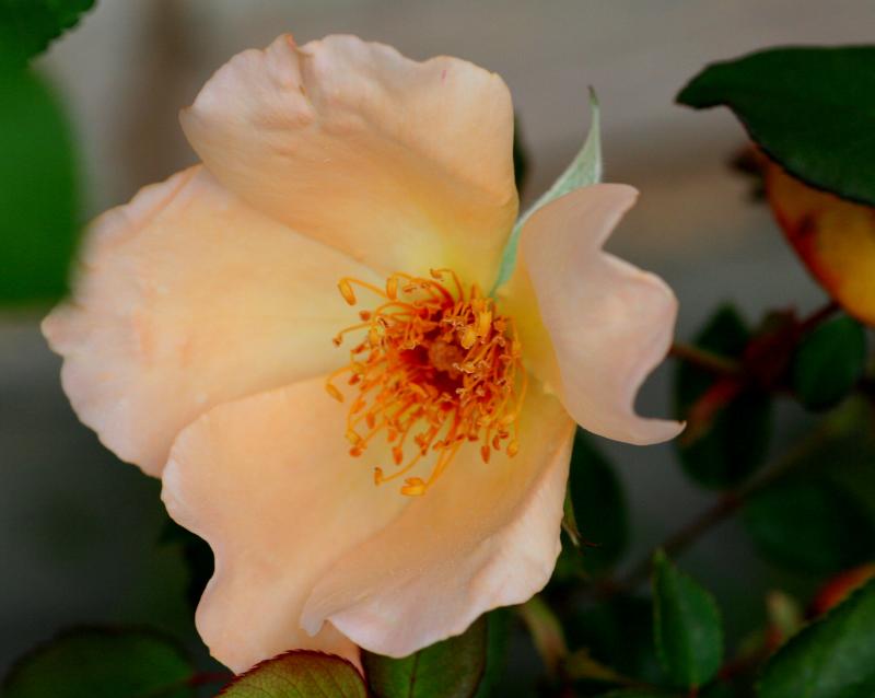 ONE OF MY FAVORITE ROSES