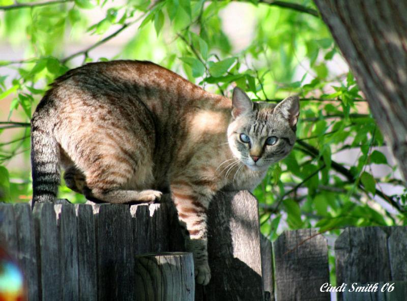 BLIND KITTY