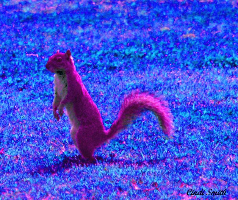 PINK SQUIRREL