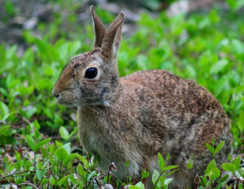 RABBIT FOUND AT WORK