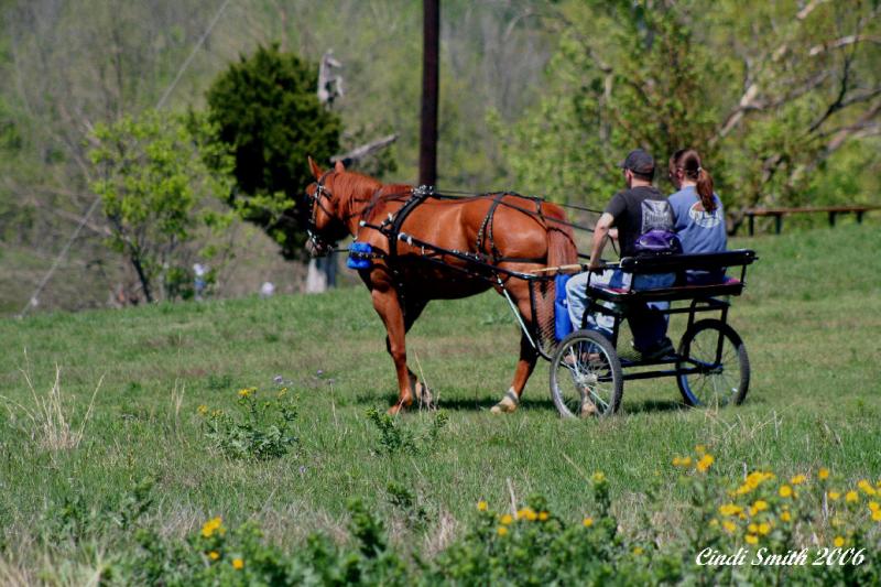 HORSE AND BUGGY RIDE