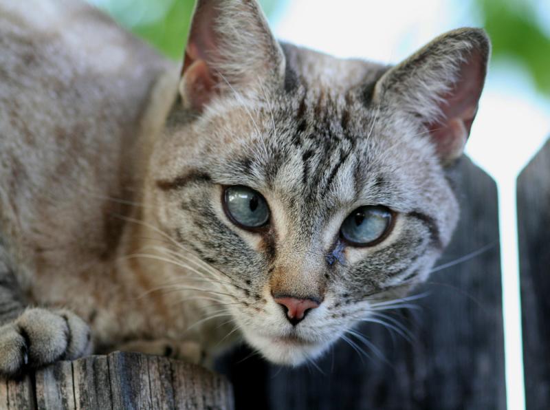 PUMA ON THE FENCE