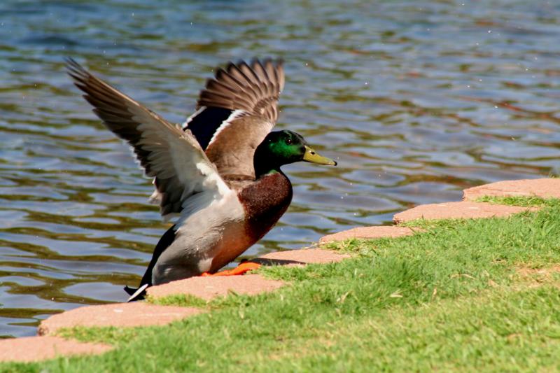 HEY GUYS, WAIT FOR ME!