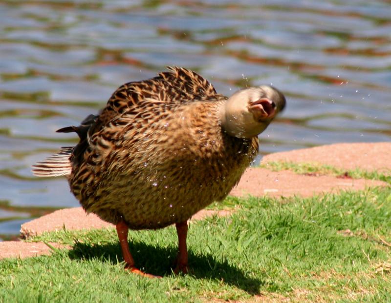 ANIMATED DUCK