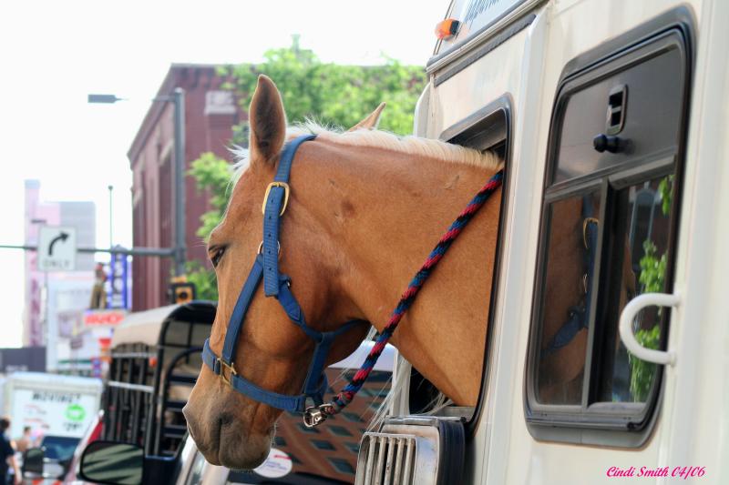 HORSE AND TRAILER