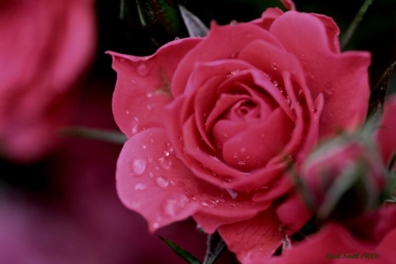 RAIN ON A ROSE