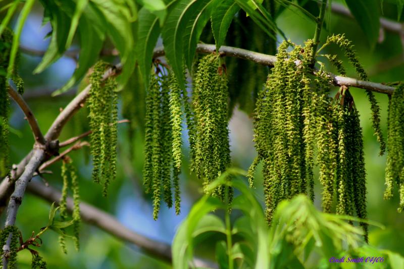 PECAN TREE DRAPES