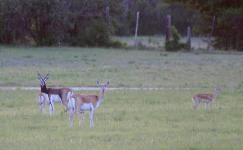 THEY ARE ANTELOPE AND DONT HAVE A CLUE WHY THEY ARE IN NORTH FORT WORTH