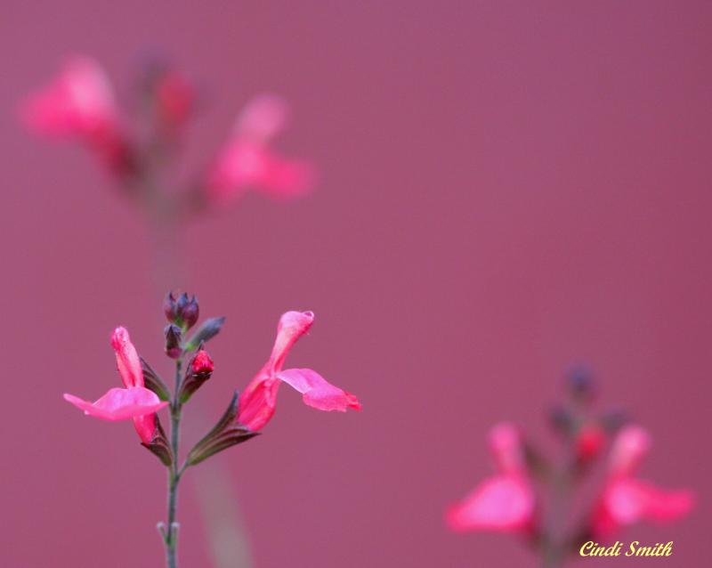 FLOWERS TAKEN AT MY OLD ELEMENTARY SCHOOL