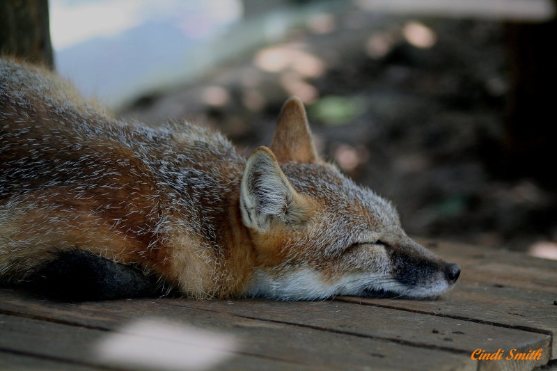 LITTLE RED FOX ASLEEP ON THE DECK