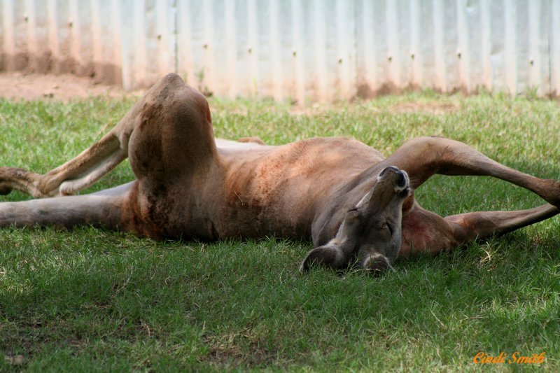 SLEEPING KANGAROO