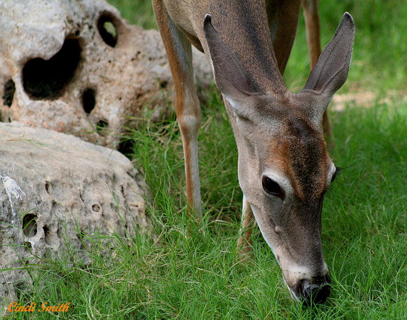 WHITE TAIL DOE, UP CLOSE  AND PERSONAL