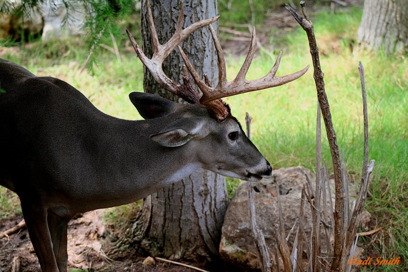 ONLY ONE BUCK