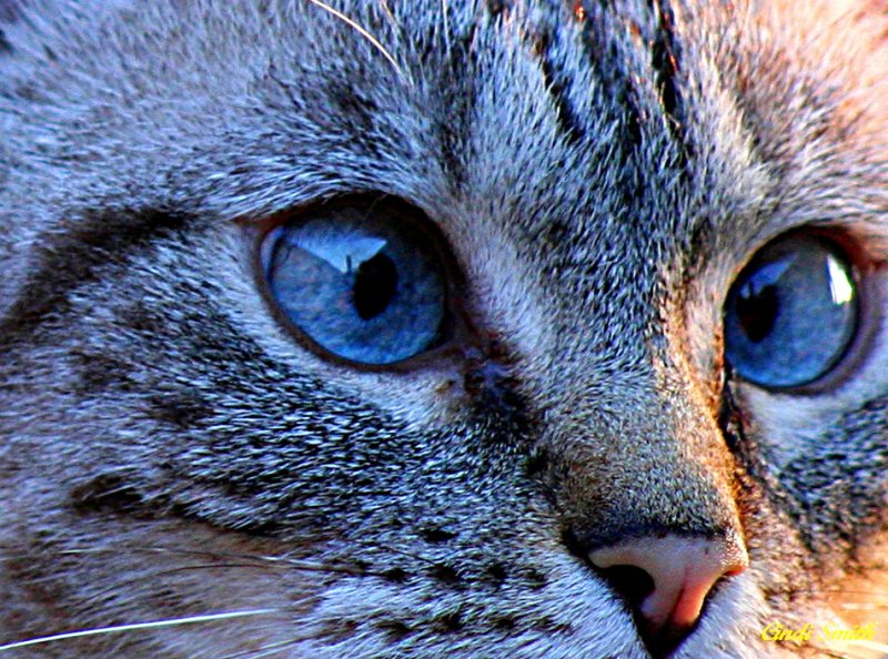 CAT EYES