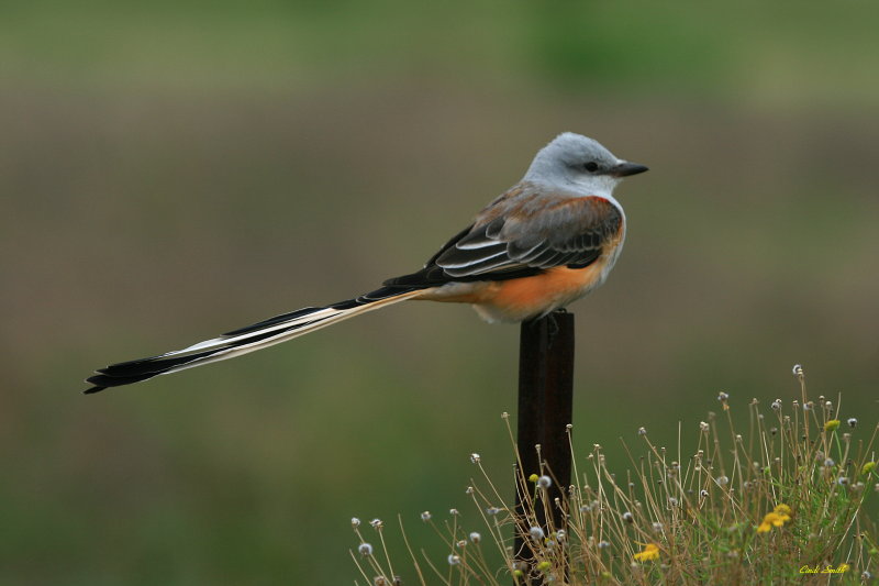 SCISSORTAIL