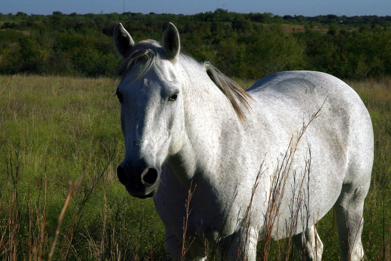 FOUND THE WHITE HORSE, NOW WHERE IS MY KNIGHT?