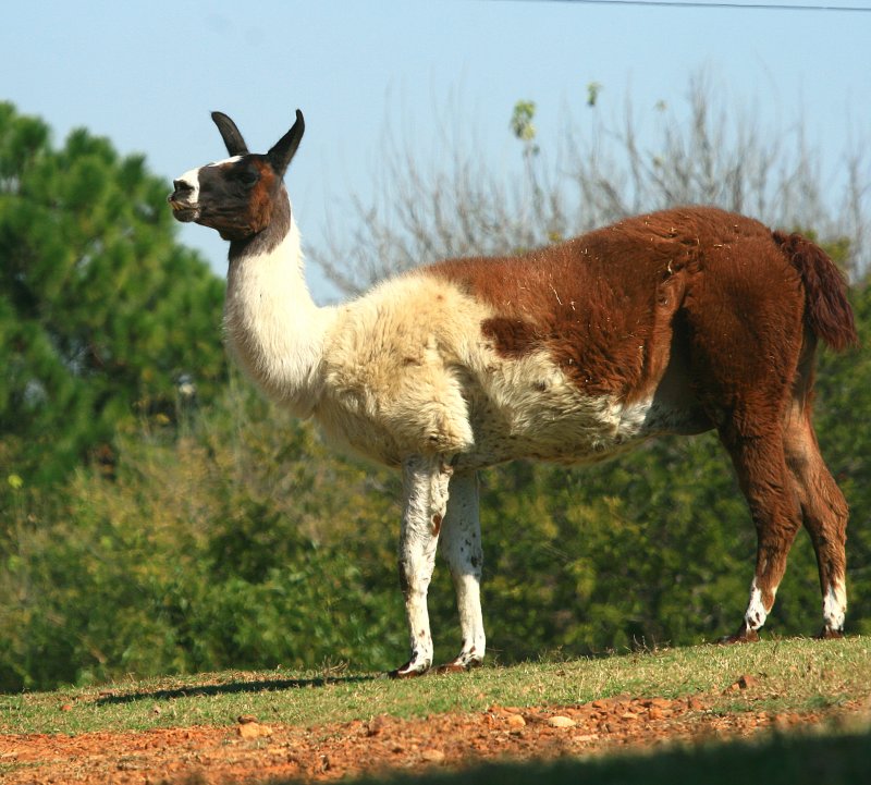 LUNCHTIME LLAMA