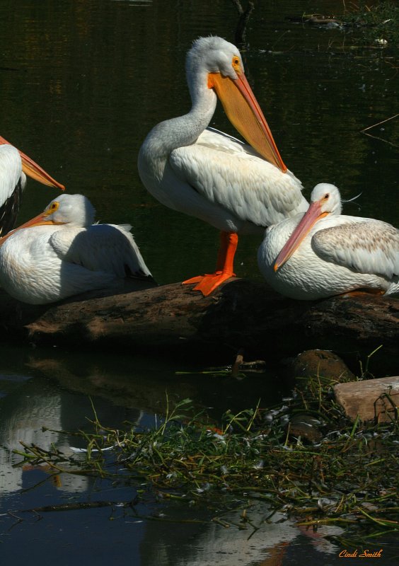 PELICANS BACK IN DALLAS