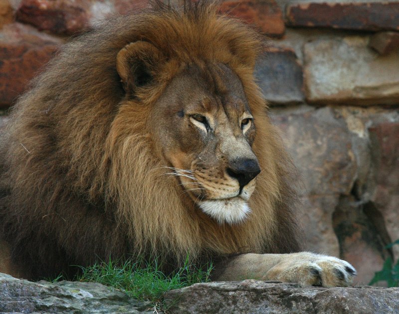 THE KING
