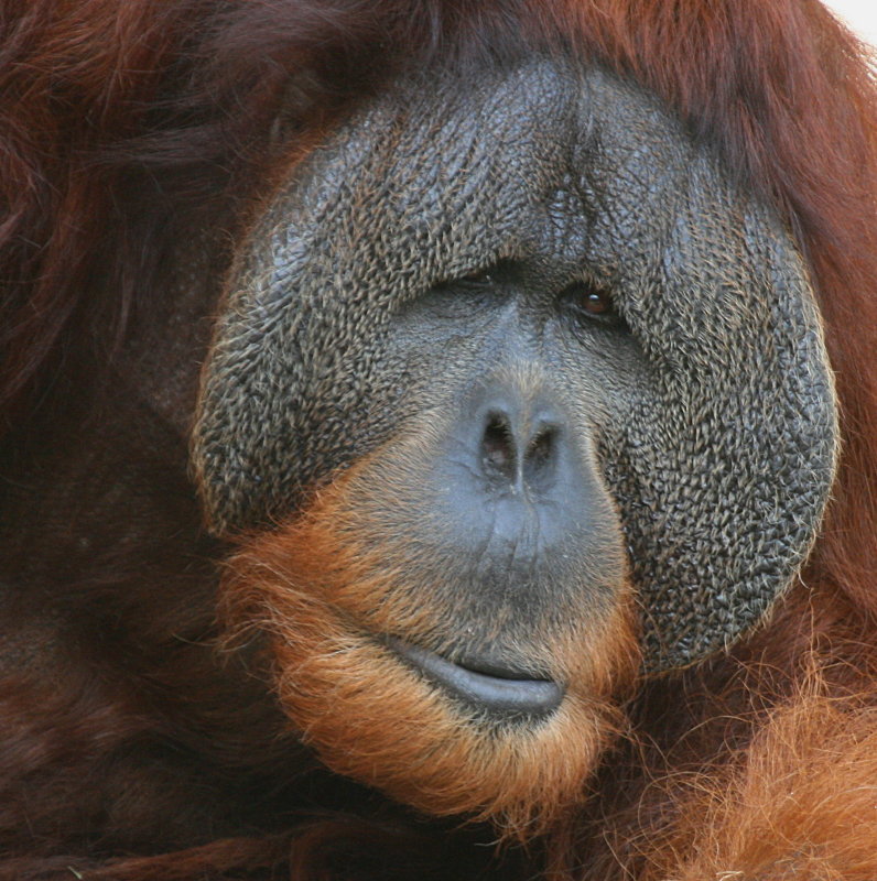THE FACE