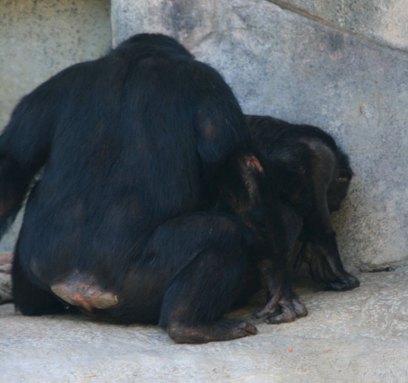 HOT MONKEY LOVE