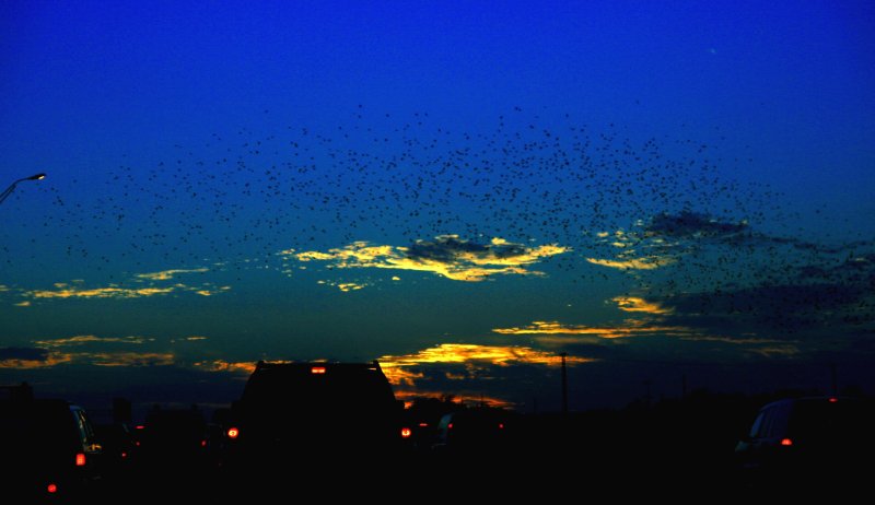 BIRDS