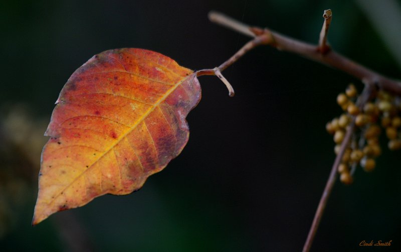 ONE LEAF