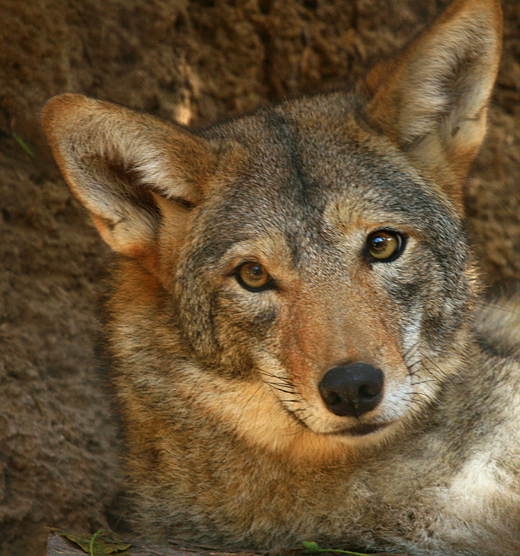 COYOTE