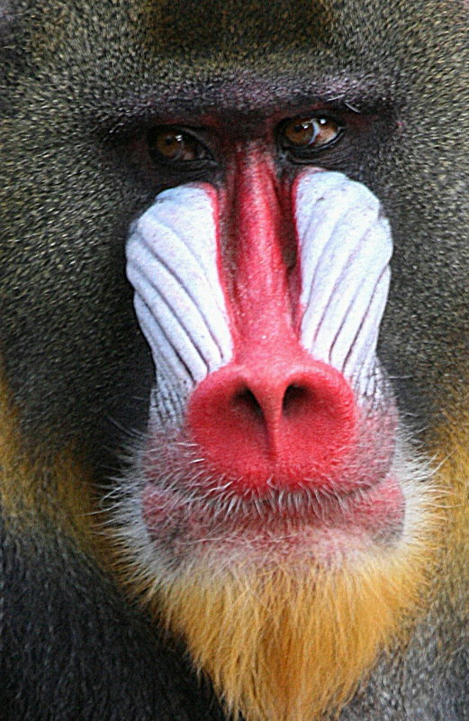 BABOON