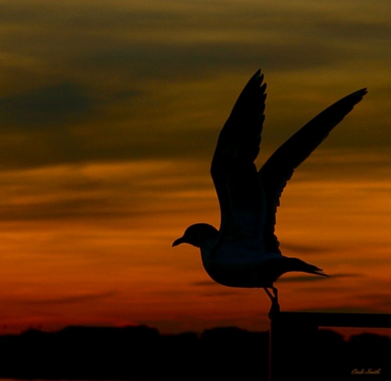 TAKE OFF AT SUNSET
