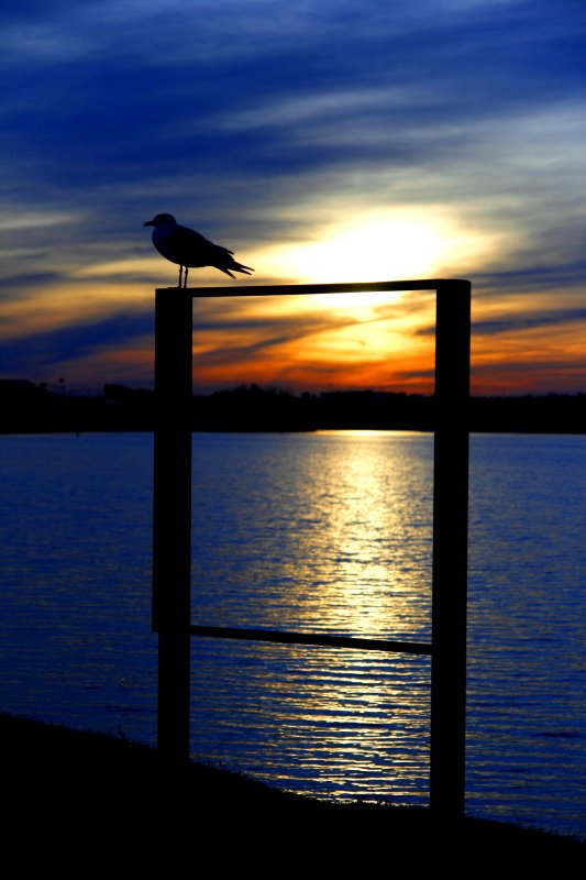 SEAGULL AT DUSK