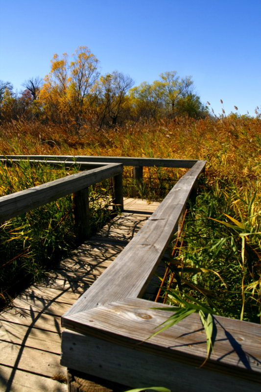 BOARDWALK OVER THE MARSH