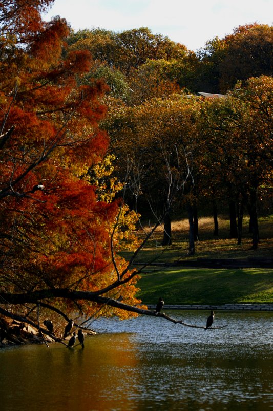 AUTUMN AND CORMORANTS