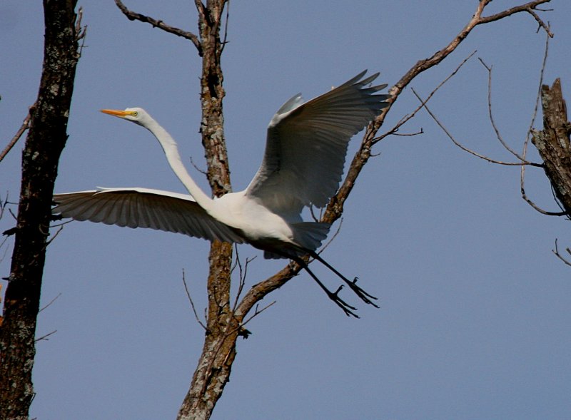 GREAT EGRET