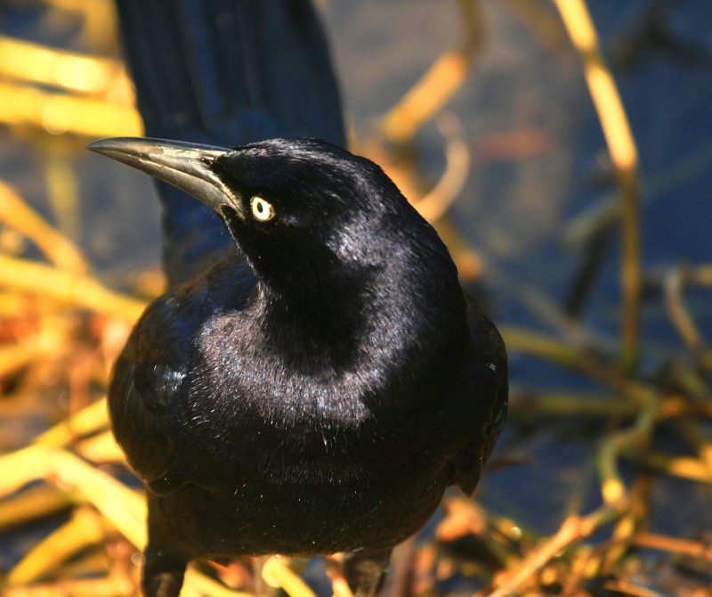 GRACKLE