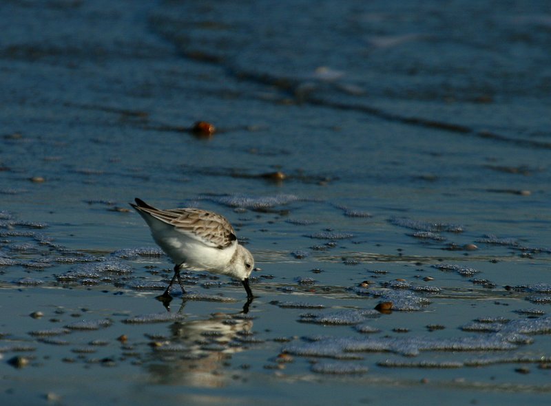 SHOREBIRD