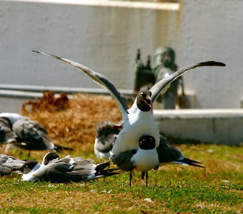 GULLS DOING IT
