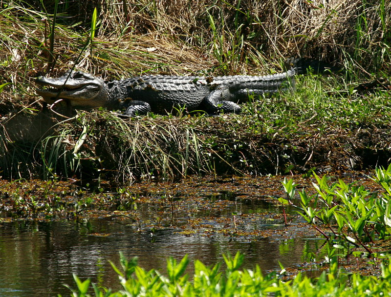LOUISIANA SWAMP GATOR