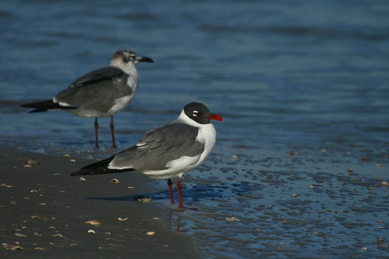 RED BEAK AND BLACK BEAK