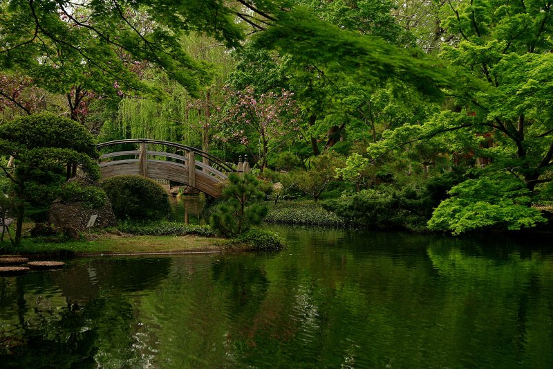 THE BRIDGE