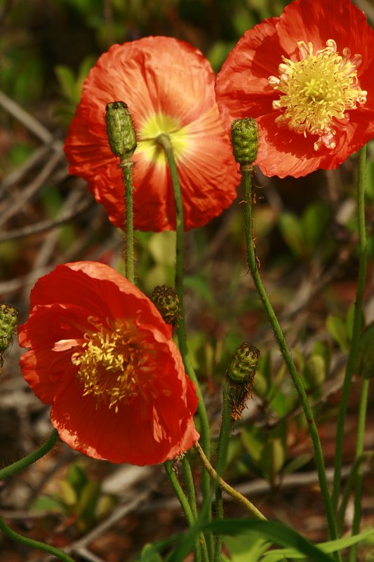 THREE IN THE GARDEN