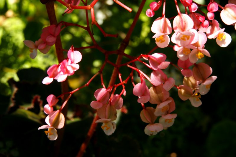 PINK IN FLORIDA